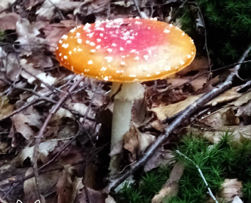 paddenstoelen spanderswoud - 011