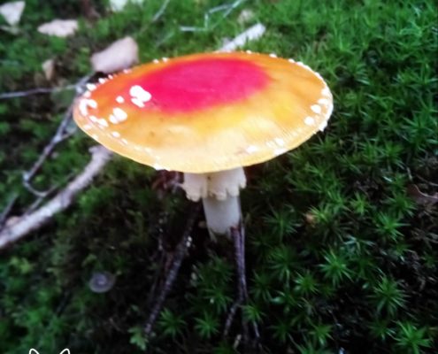 paddenstoelen spanderswoud - 008