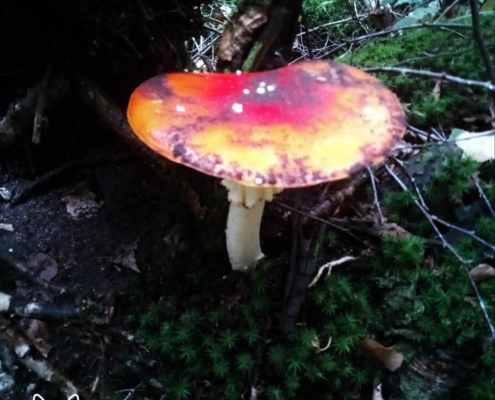 paddenstoelen spanderswoud - 007