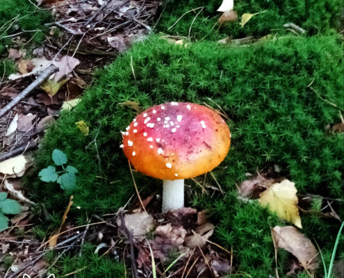 paddenstoelen spanderswoud - 006
