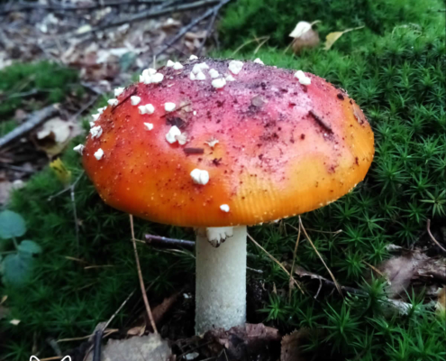 paddenstoelen spanderswoud - 005