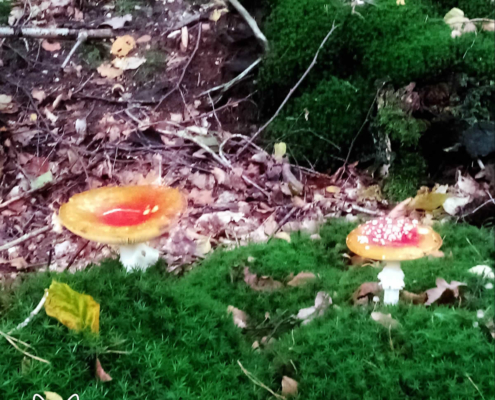 paddenstoelen spanderswoud - 004
