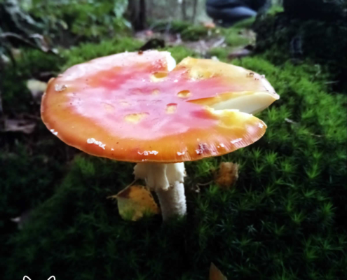 paddenstoelen spanderswoud - 003
