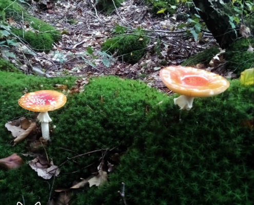 paddenstoelen spanderswoud - 002