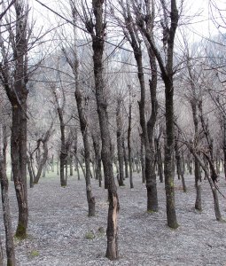 Imago Dei, image of God, honoring God's creation, respecting life, people made in God's image, Jonah, Timothy Keller's Prodigal Prophet