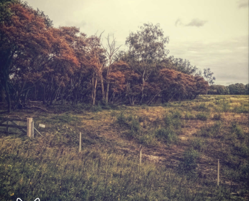 zuiderheide - 004