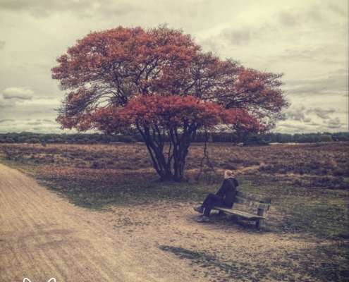 zuiderheide - 031