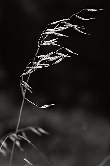 Windblown Weed, King Range © Harold Davis
