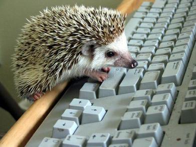 Image result for animals writing