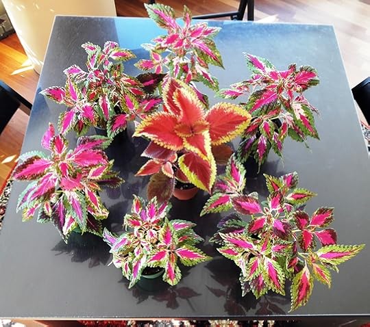 Coleus to give away