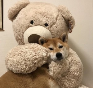 Tedy Bear w:dog 10:7:19
