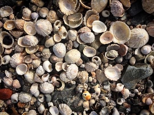 shells