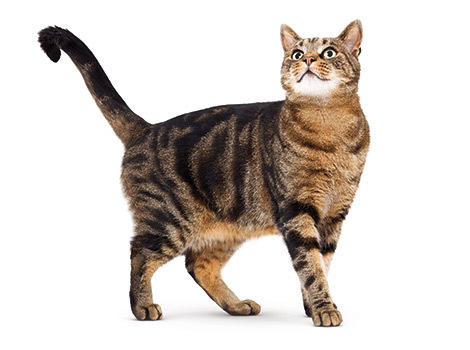 Tigerflash