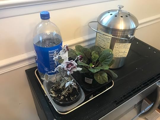 Look! Plants I’ve somehow kept half alive, plus an old soda bottle I now use to water indoor and outdoor plants, and our compost pail!