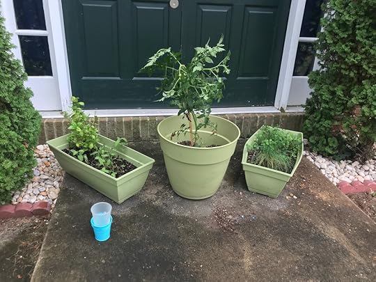 Look at these plants I’ve managed not to kill yet!