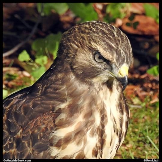 Coopers hawk watching