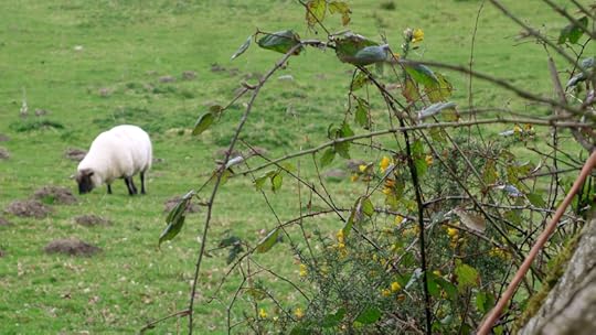 Sheep and gorse