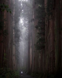 Red Woods 10:10:19
