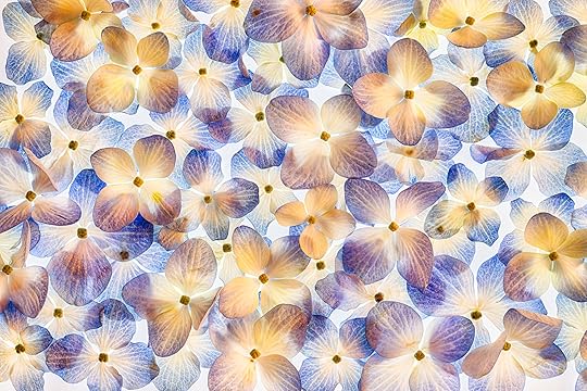 Hydrangea Blossoms © Harold Davis