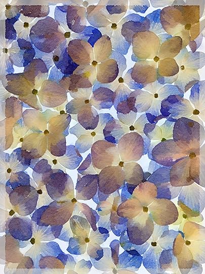 Hydrangea Petals (via iPhone) © Harold Davis