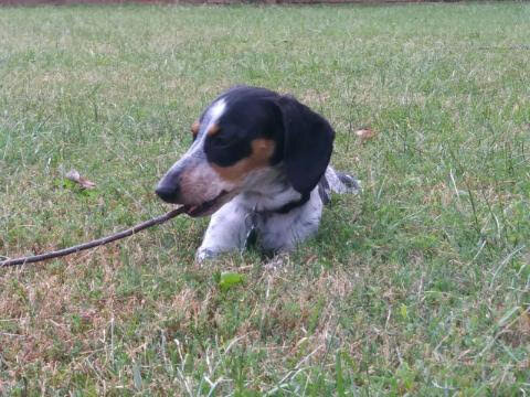 My fellow lunchtime sunbasker.