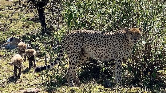 Cheetah mom with adorable babies in Masai Mara, Kenya