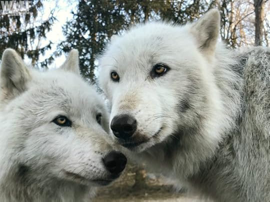 from The Wolf Conservation Center, New York