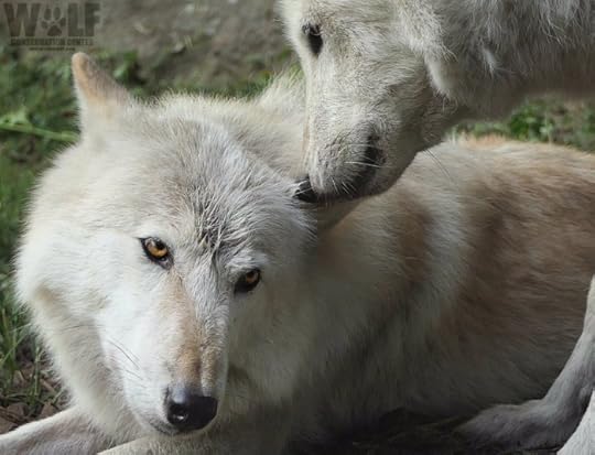 from The Wolf Conservation Center, New York