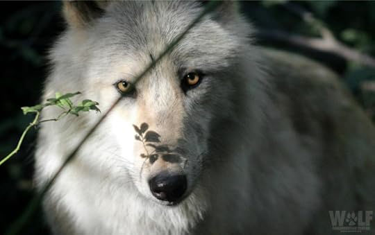 from The Wolf Conservation Center, New York