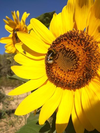 Sunflower bee provence