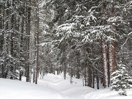 woods in the winter - Google Search