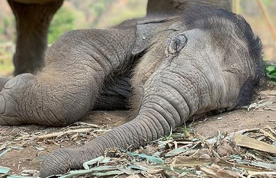 Young elephant sleeping at the Elephant Nature Park Thailand