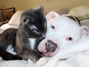 Cat & Dog 9:4:19