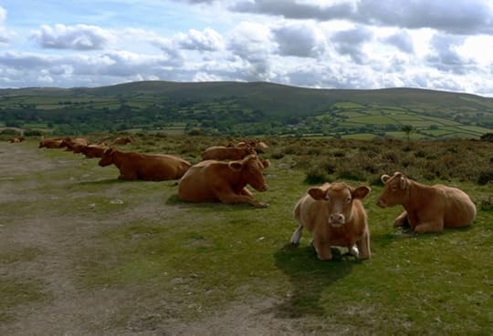Cows here on Dartmoor