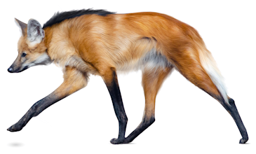 Maned wolf isn't really a prehistoric dire wolf