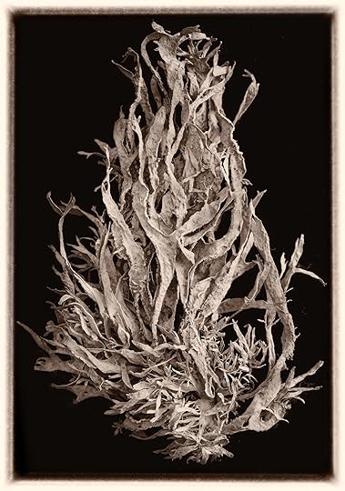 Lichen © Harold Davis