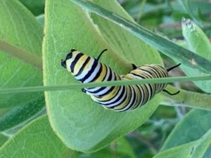 How I Find Inspiration In Monarch Butterflies by @mconnollyauthor #monarch #butterflies #nature #inspiration 