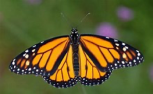 How I Find Inspiration In Monarch Butterflies by @mconnollyauthor #monarch #butterflies #nature #inspiration 