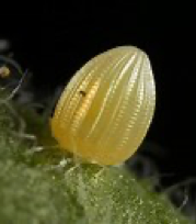 How I Find Inspiration In Monarch Butterflies by @mconnollyauthor #monarch #butterflies #nature #inspiration 