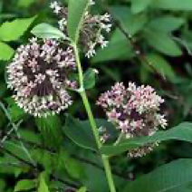 How I Find Inspiration In Monarch Butterflies by @mconnollyauthor #monarch #butterflies #nature #inspiration 