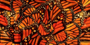 How I Find Inspiration In Monarch Butterflies by @mconnollyauthor #monarch #butterflies #nature #inspiration 