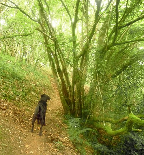 Tilly watches the dream horses go