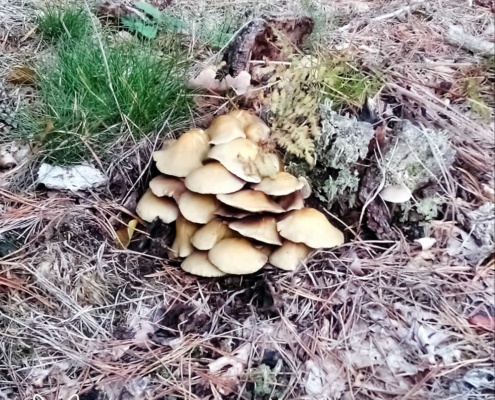 Paddenstoelen