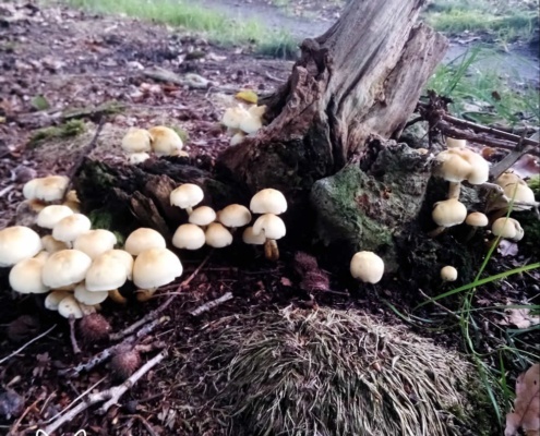 Paddenstoelen bij de boomstronk