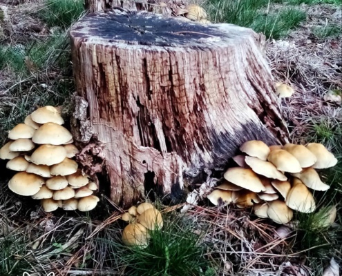 Paddenstoelen bij een boomstronk