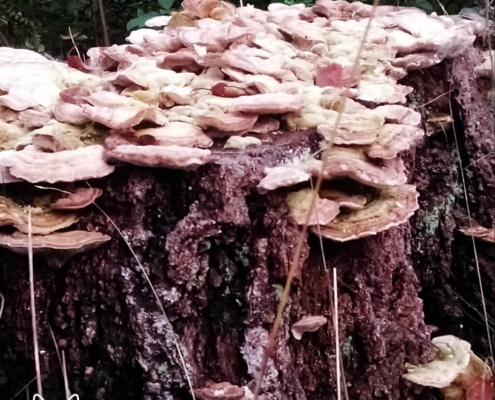 Paddenstoelen