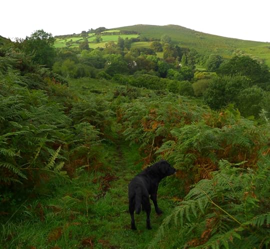 Tilly in autumn bracken