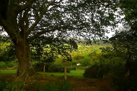 Underneath the old oak
