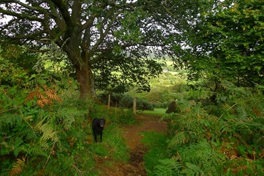 Gold sun shines through the oak boughs