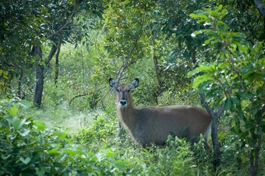 Waterbuck, Mole National Park, Ghana